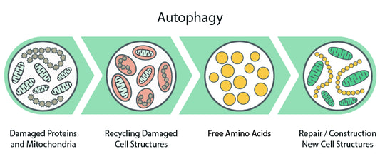 Ontdek de voordelen van autofagie
