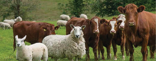 Voordelen van orgaan supplementen