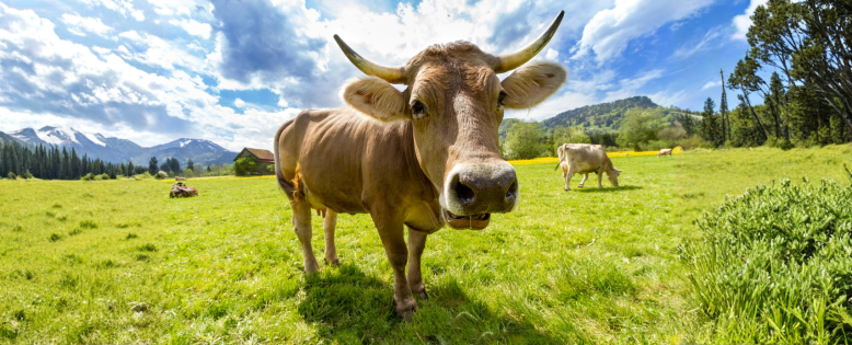 Wat biologische certificering echt betekent