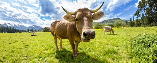 Wat biologische certificering echt betekent